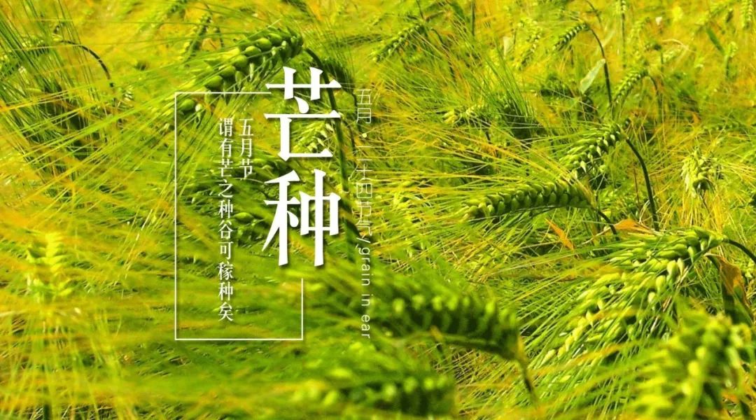 芒种歌最新版，探寻音乐中的诗意与情感